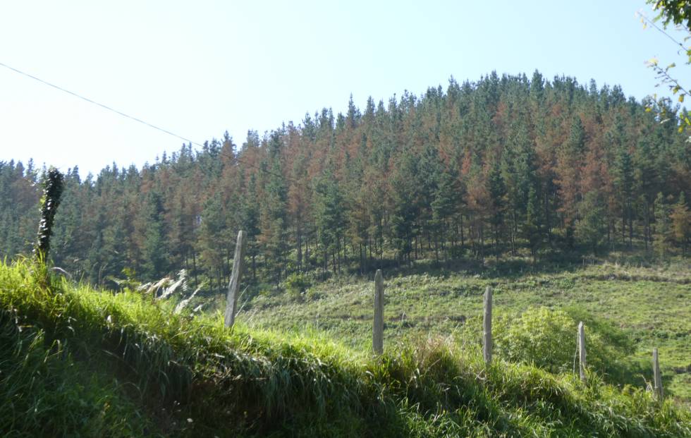 La industria maderera lucha por salvar los pinos de la banda roja